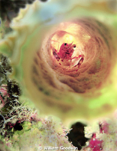 Two-claw Shrimp in tube sponge, Cayman Brac by William Goodwin 